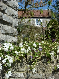 Flowers in a wall in Long Sutton.