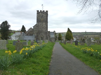 Daffodils leading to the church in Brompton Regis.